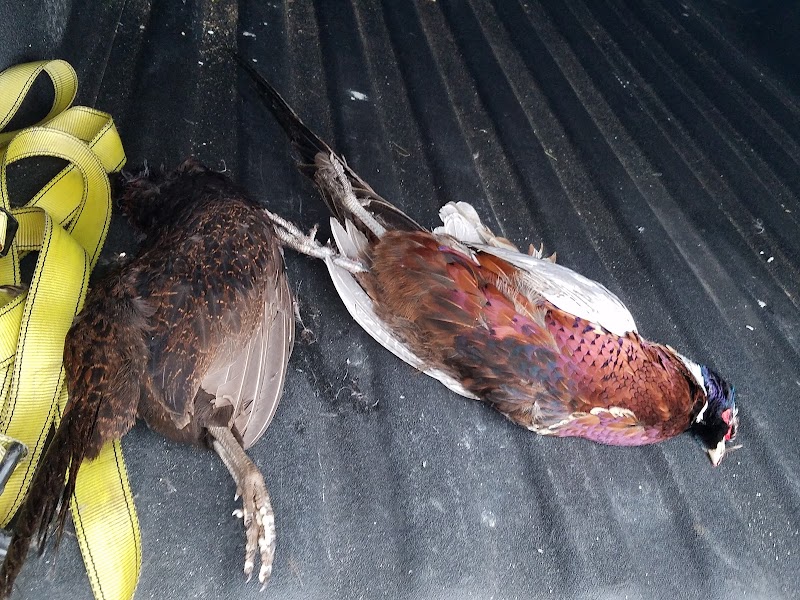 Wings and Rings Pheasant Hunting LLC - Photo 2