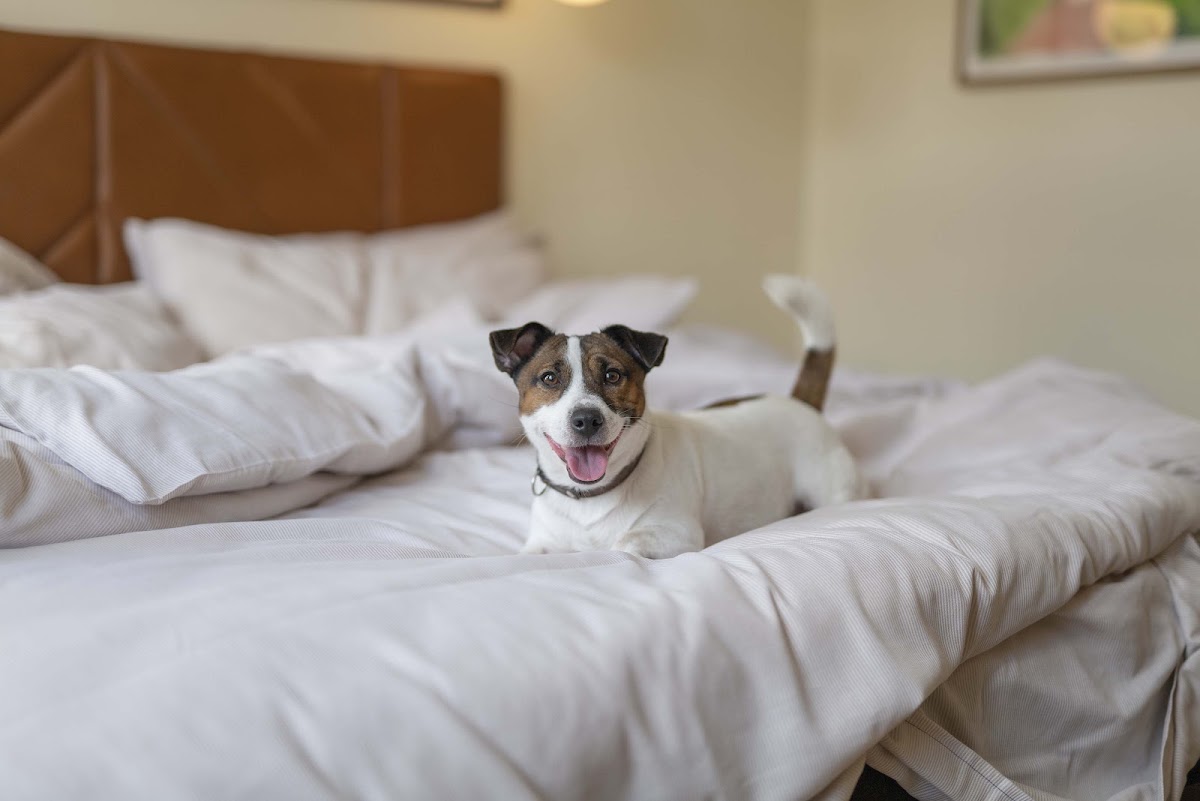 Hotel Mayfair Copenhagen, dog-friendly hotel, photo 5
