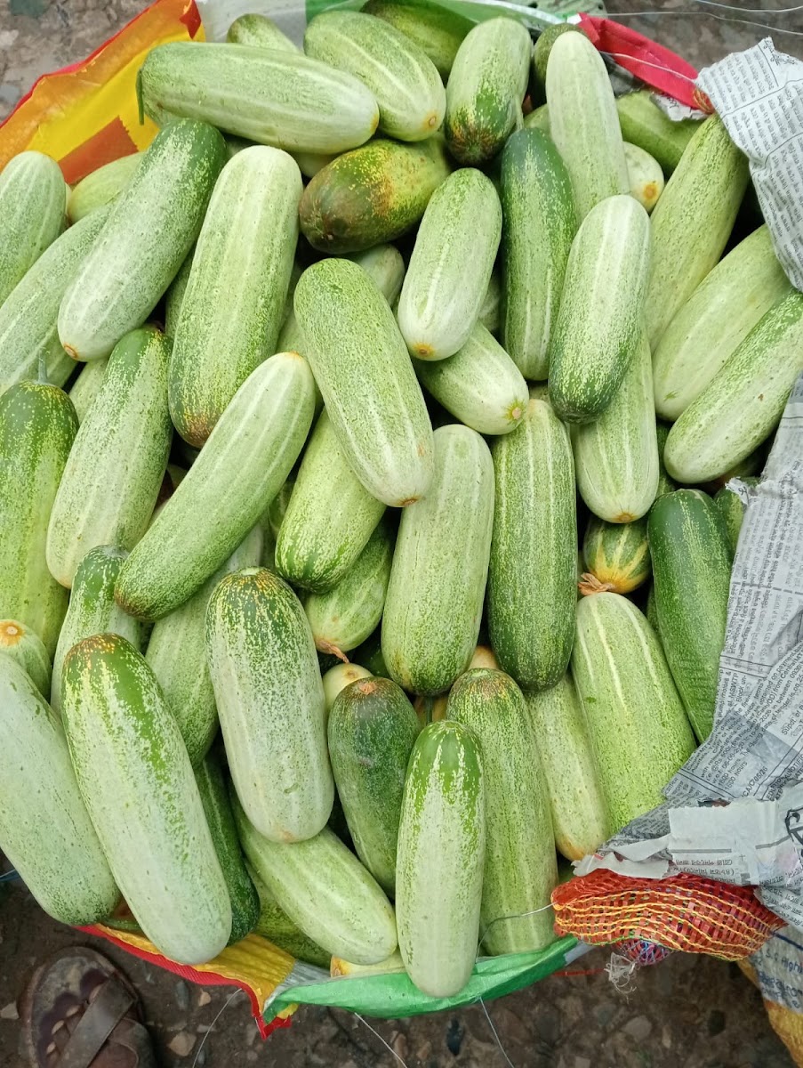 Maa Kali Vegetable Shop Google photo 3