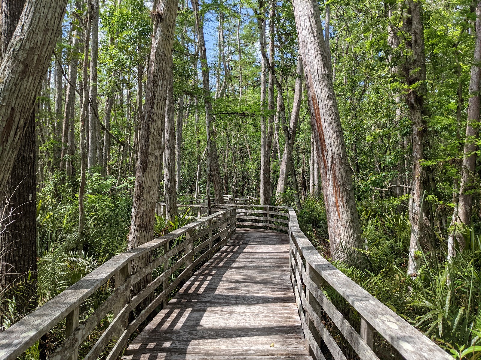Audubon Corkscrew Swamp Sanctuary