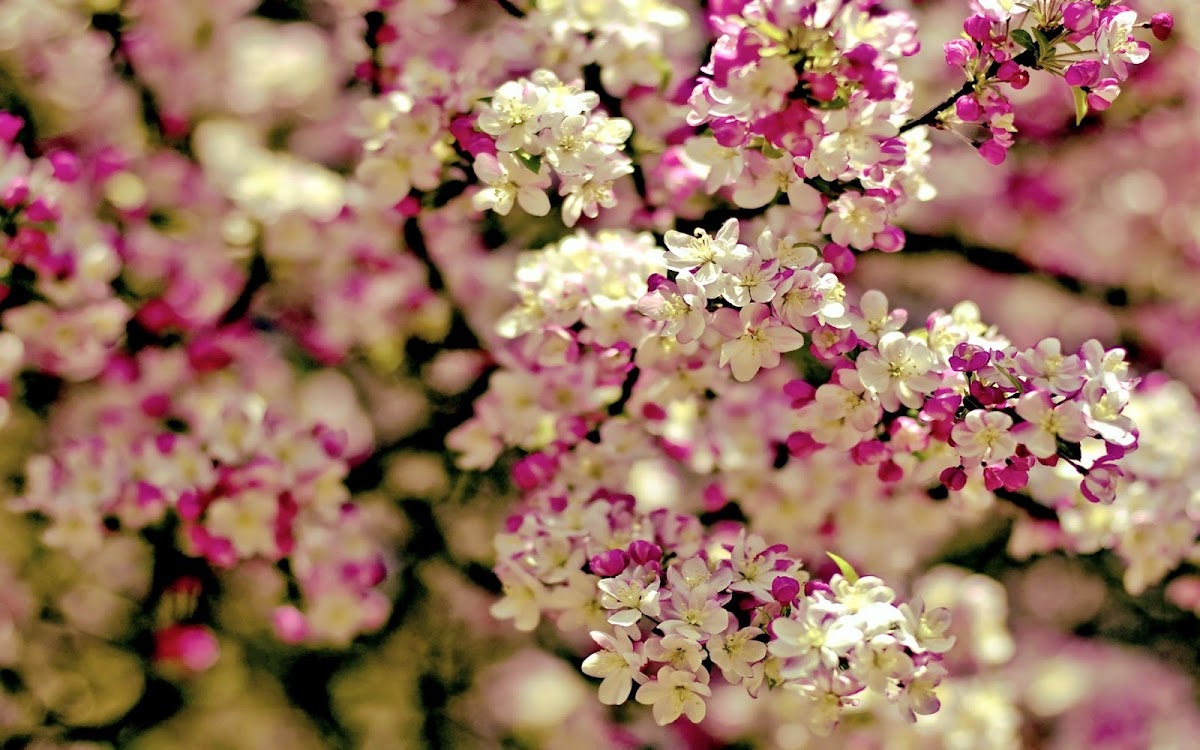 Pretty Petals Floral Boutique: Google Places image 2