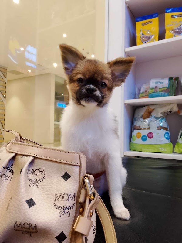 Animal Wellness Veterinary Clinic - BGC
