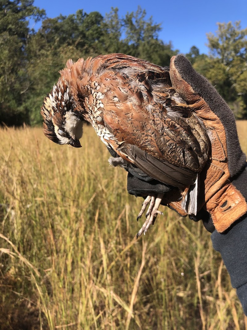 Hall's Quail Preserve - Photo 5