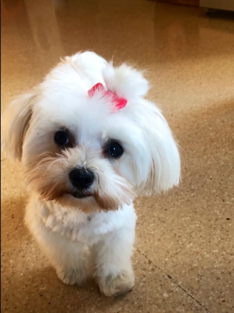 Clínica Veterinària Marcel