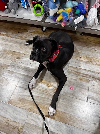 Off Leash K9 Training, Chattanooga