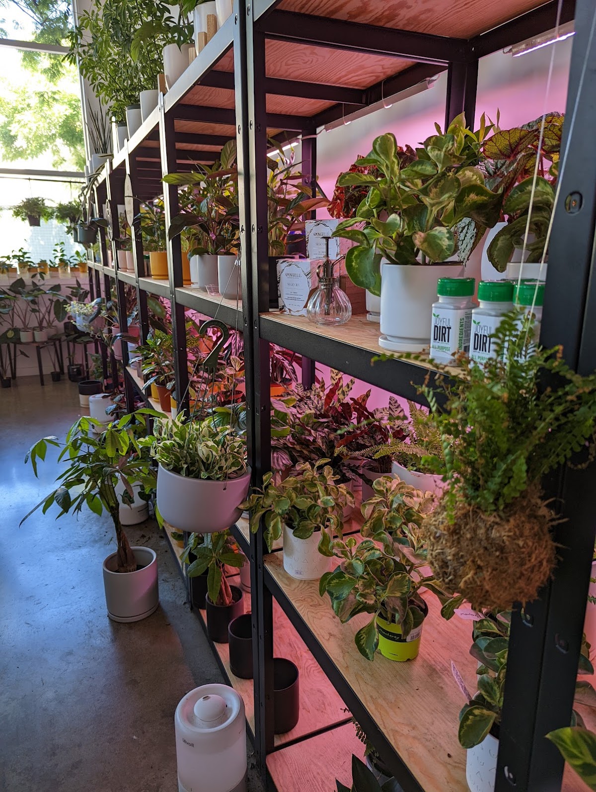 Bloomsgiving: Google Places image 4