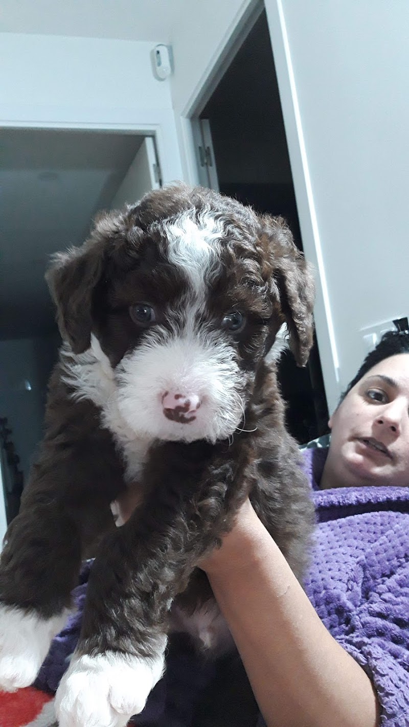 Clínica Veterinària Verneda (VETERALIA)