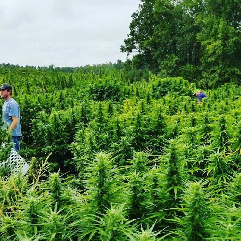 East Coast Hemp Supply Inc. photo 2