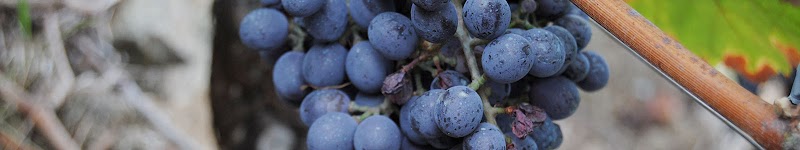 Bodega A man de Prado | Bodega Sober - Ribeira Sacra photo 4