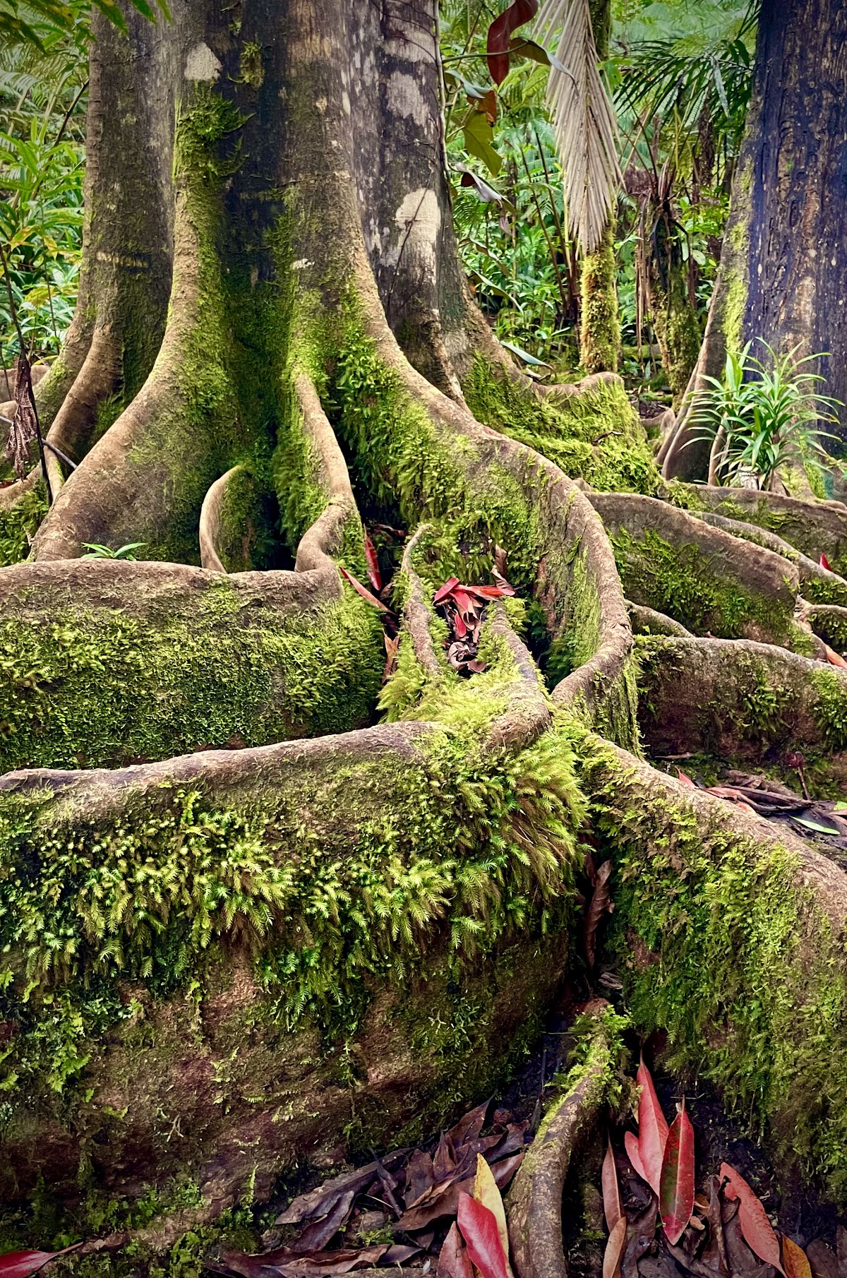 Kona Cloud Forest Sanctuary — 4