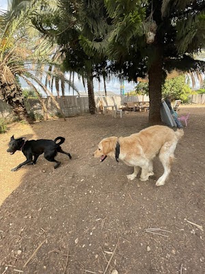 סתלבט - פנסיון בוטיק לכלבים בעמק יזרעאל