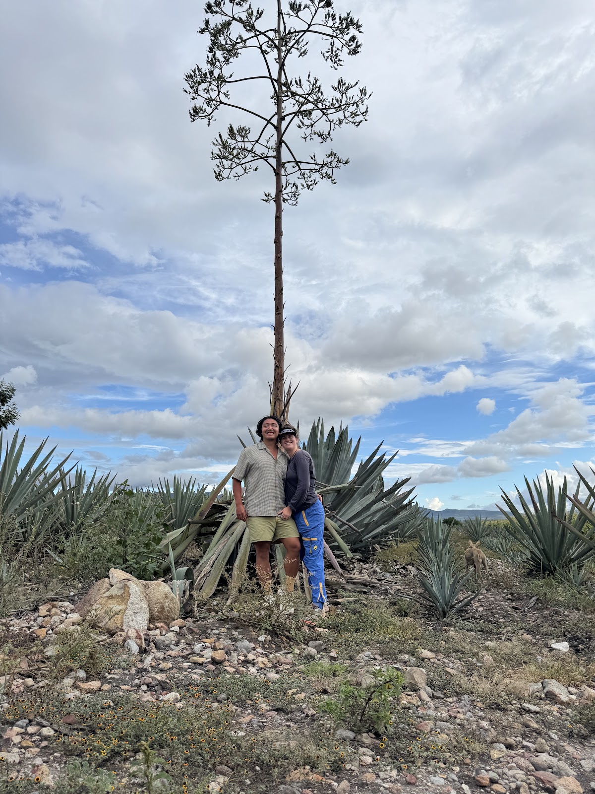 Coyote Aventuras 🐺- Oaxaca Tours and Outdoor Adventures⛰️🌿🚴🏻‍♀️🌊🍄 — 3