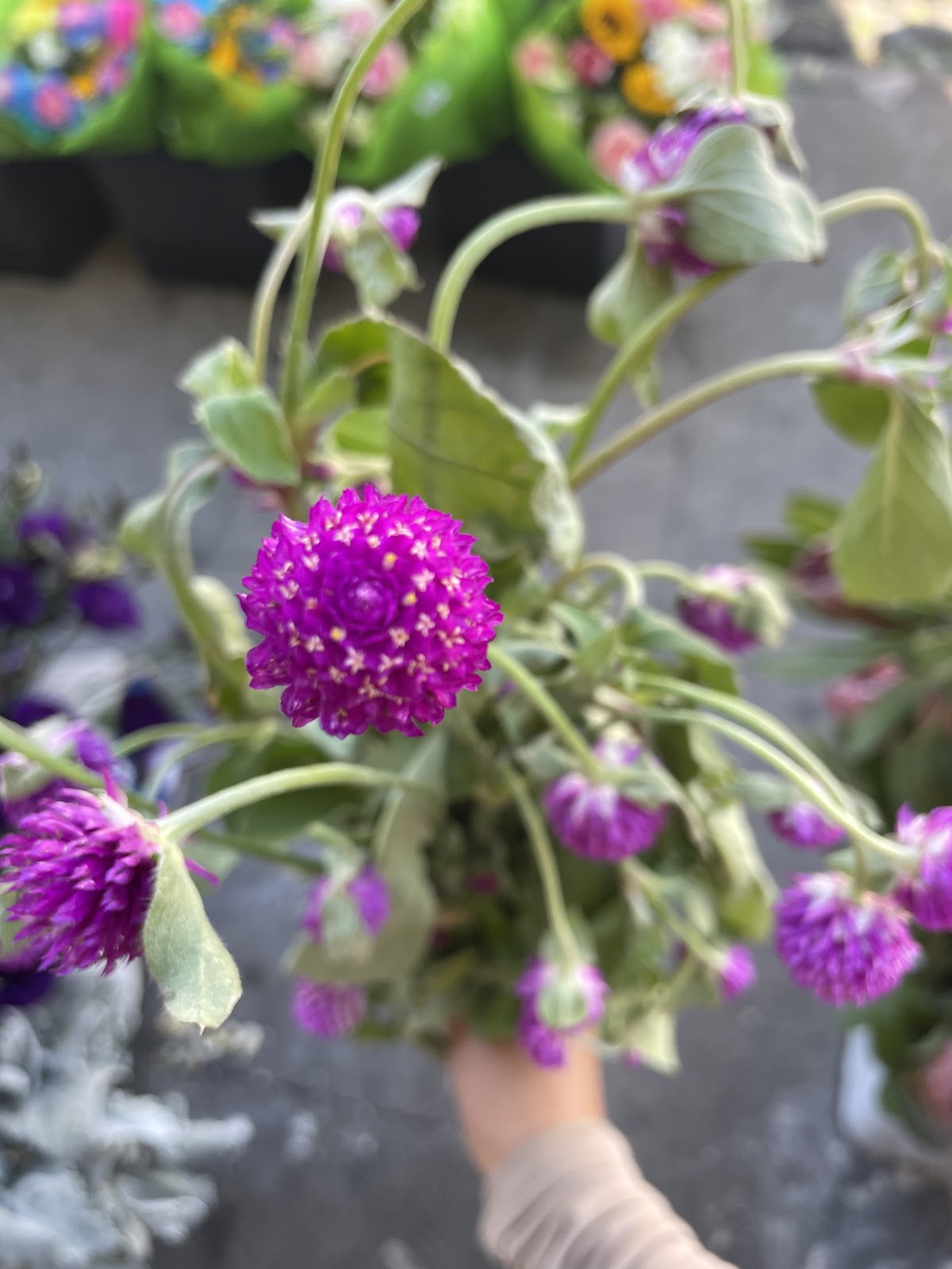 Hollywood Hills Flowers: Google Places image 5