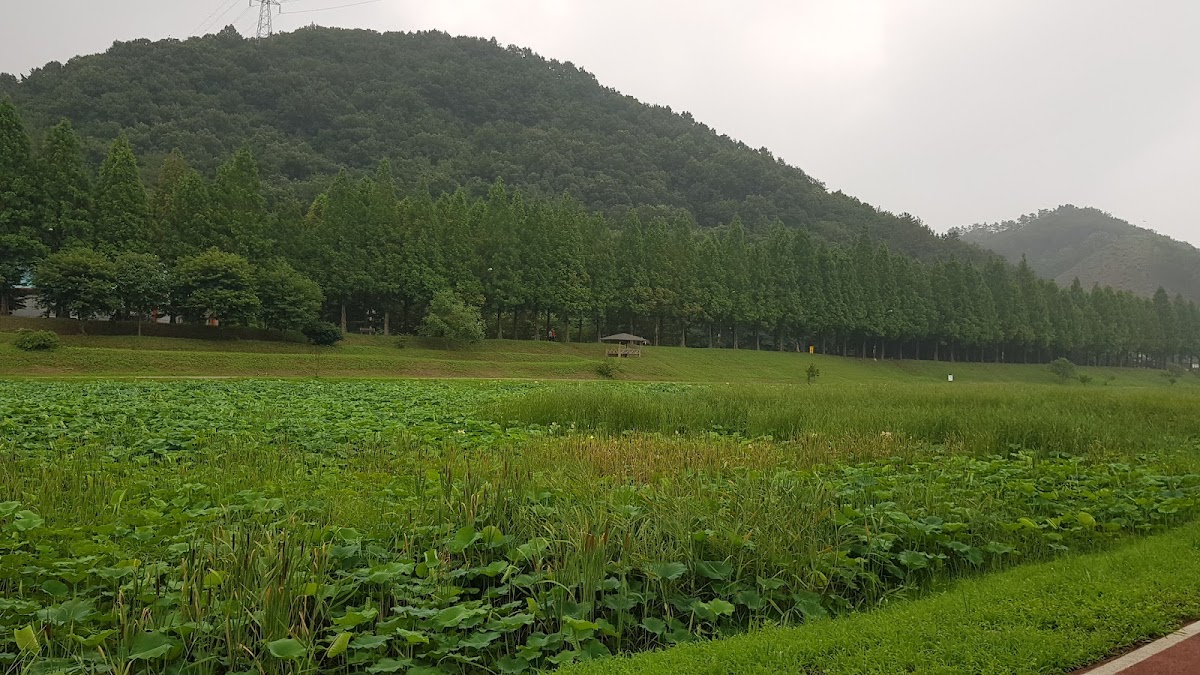 Metasequoia Road