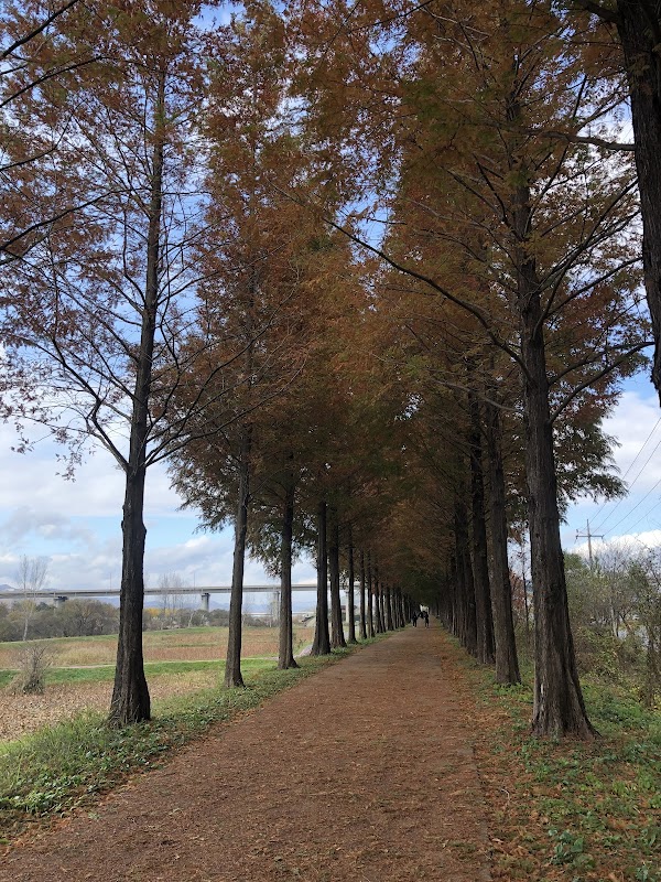 Metasequoia Road