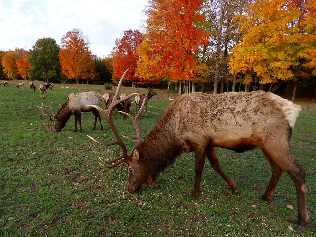 Big Rack Ranch, LLC - Michigan Elk and Whitetail Hunting