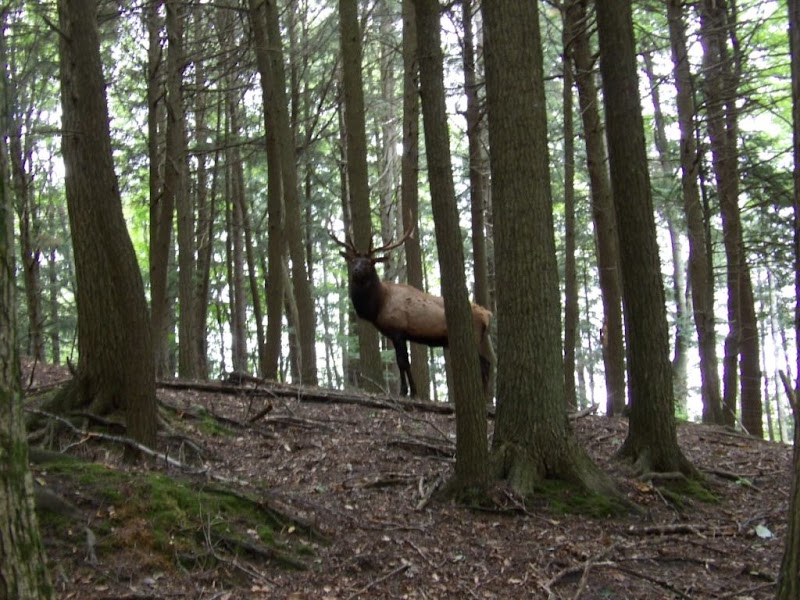 Big Rack Ranch, LLC - Michigan Elk and Whitetail Hunting - Photo 6