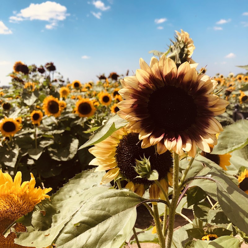 Terripin Farm Stand photo 2