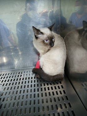 Animais - Clínica Veterinaria