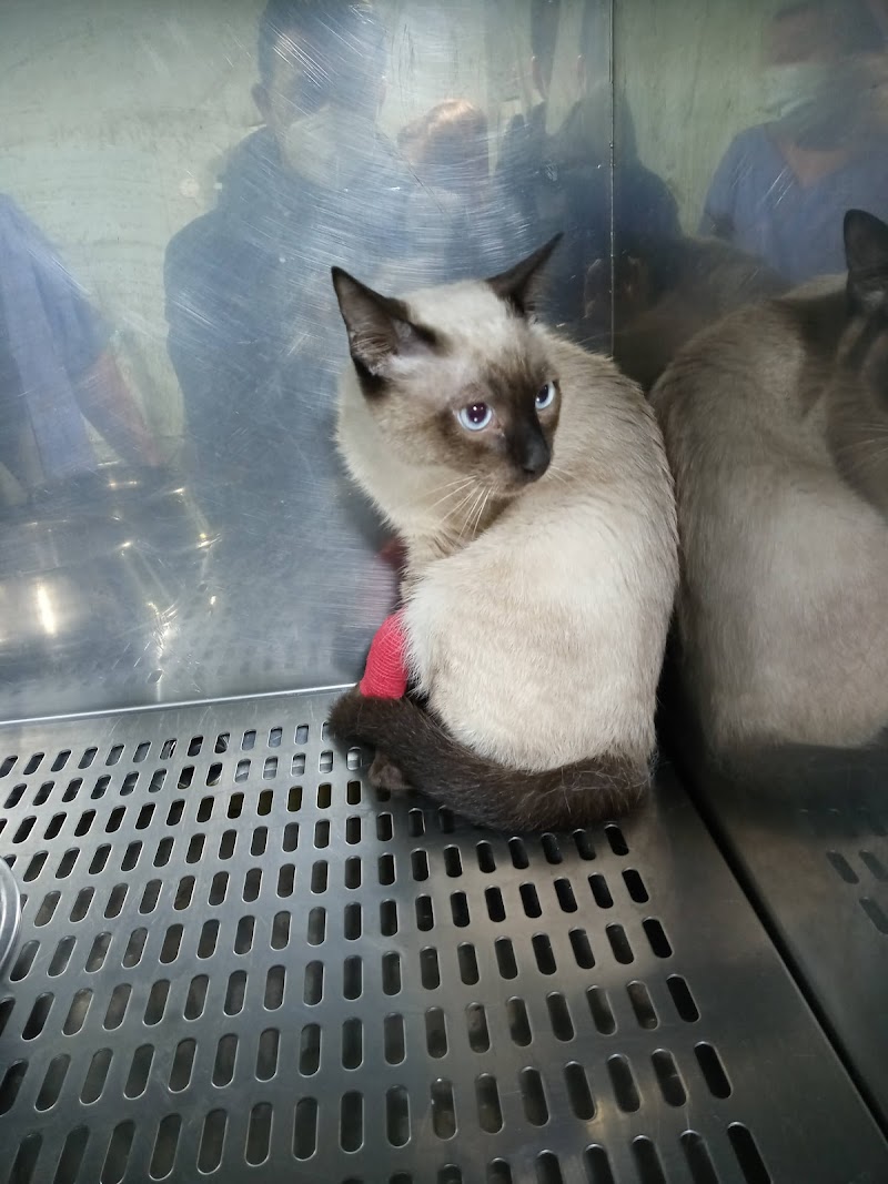 Animais - Clínica Veterinaria