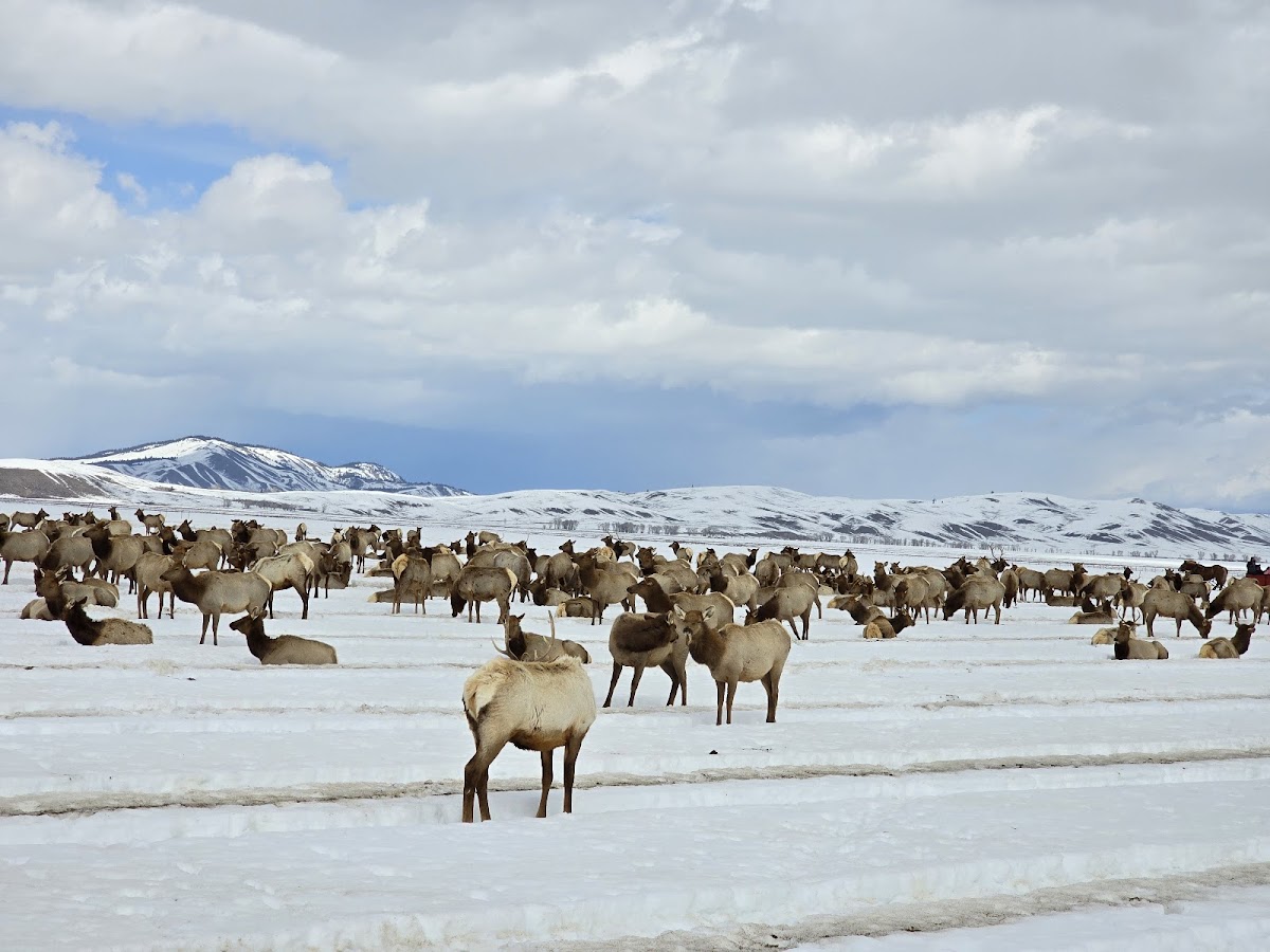 National Elk Refuge