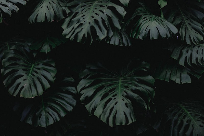 Greenhouse Coffee + Plants photo 3