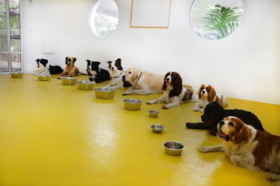 מדברים עם כלבים