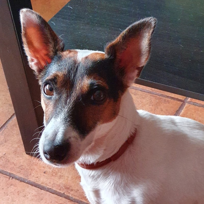 Clínica Veterinaria Palfuriana