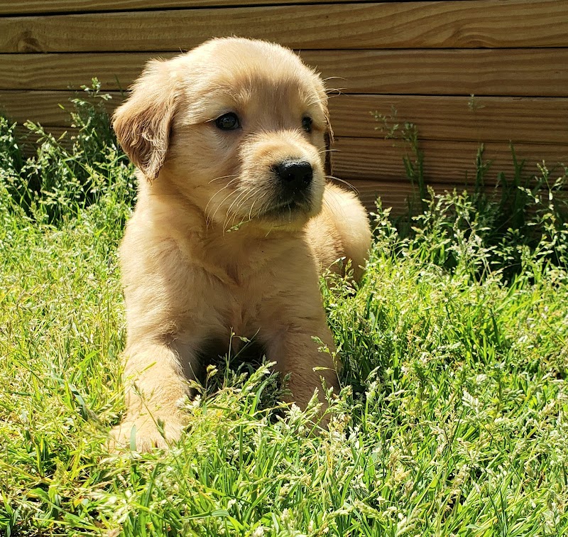 Sugar Hills Farm and Kennel, LLC - Photo 4