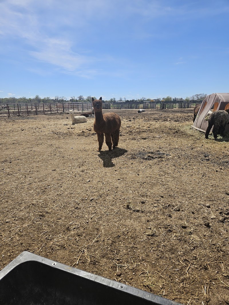 Broken Shovels Farm Sanctuary - Photo 6