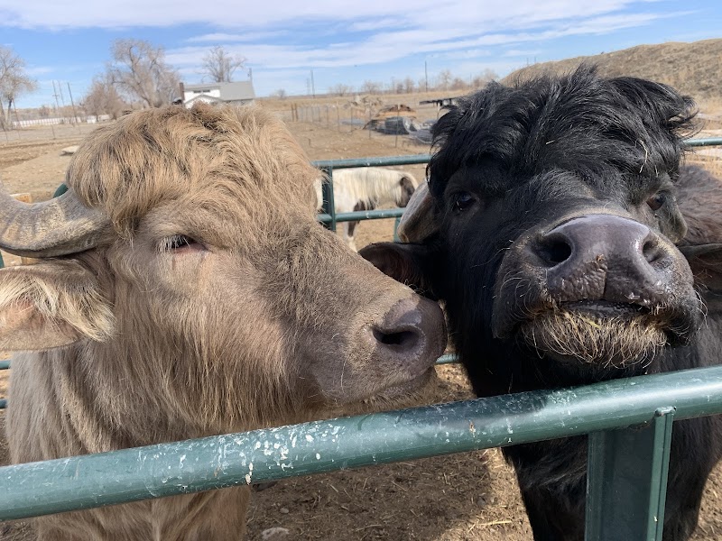 Broken Shovels Farm Sanctuary - Photo 4