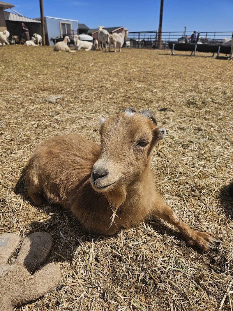 Broken Shovels Farm Sanctuary - Photo 1