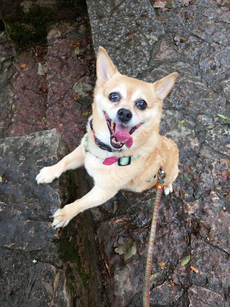 Clínica Veterinaria La Corredoria