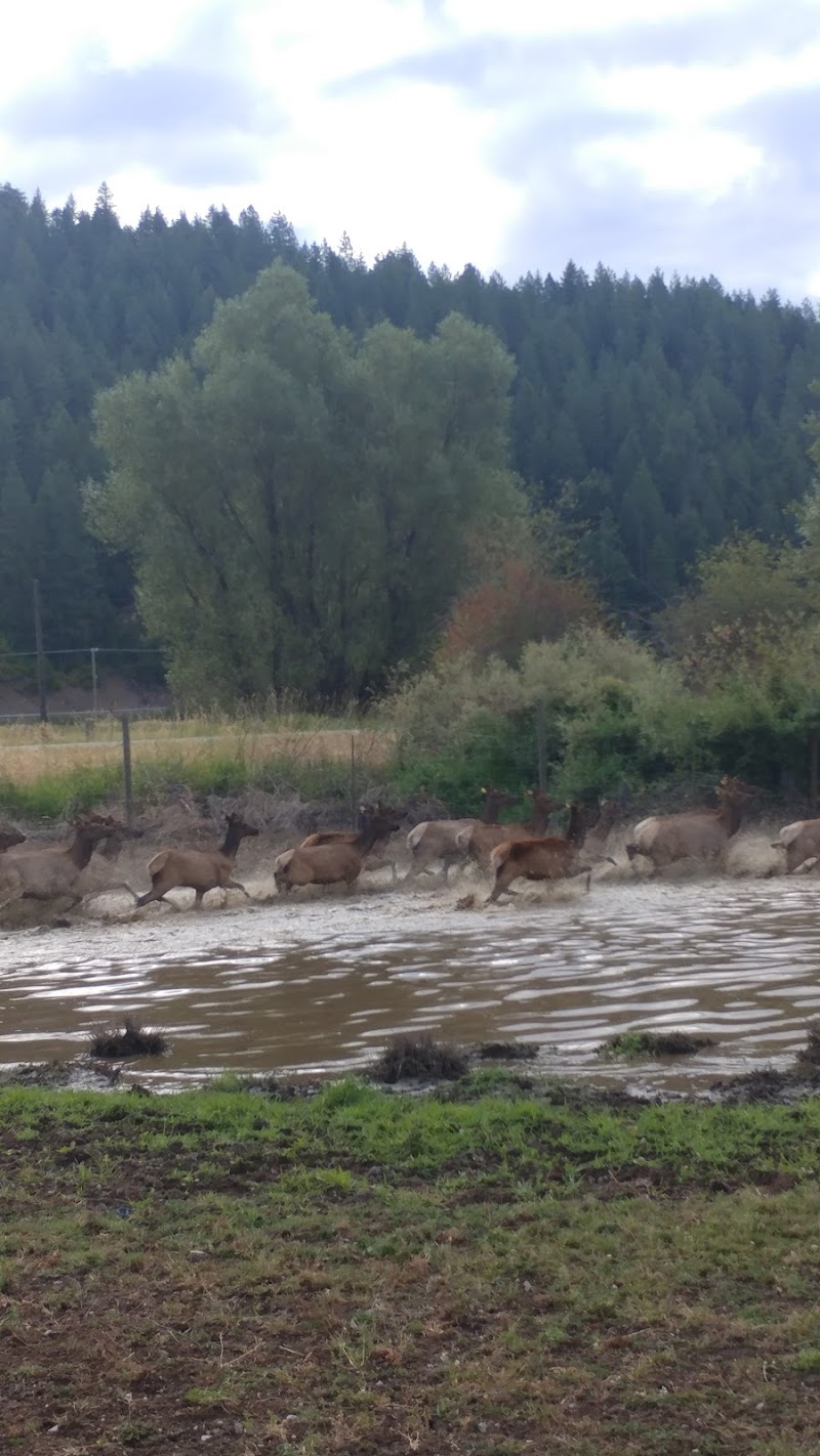 Rose Lake Elk Ranch - Photo 4