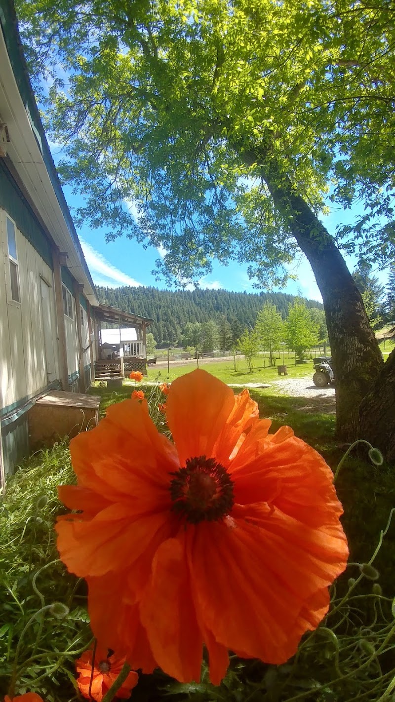 Rose Lake Elk Ranch - Photo 1