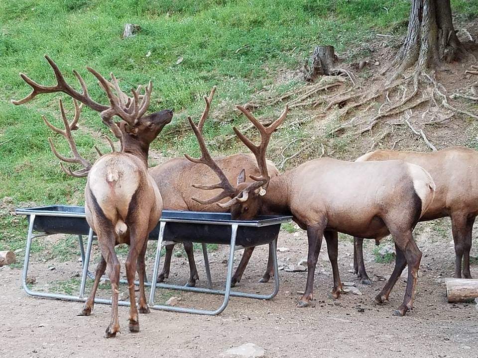 Rose Lake Elk Ranch