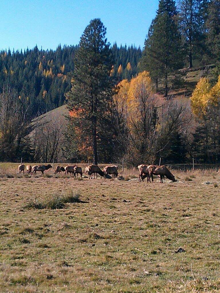 Rose Lake Elk Ranch - Photo 6