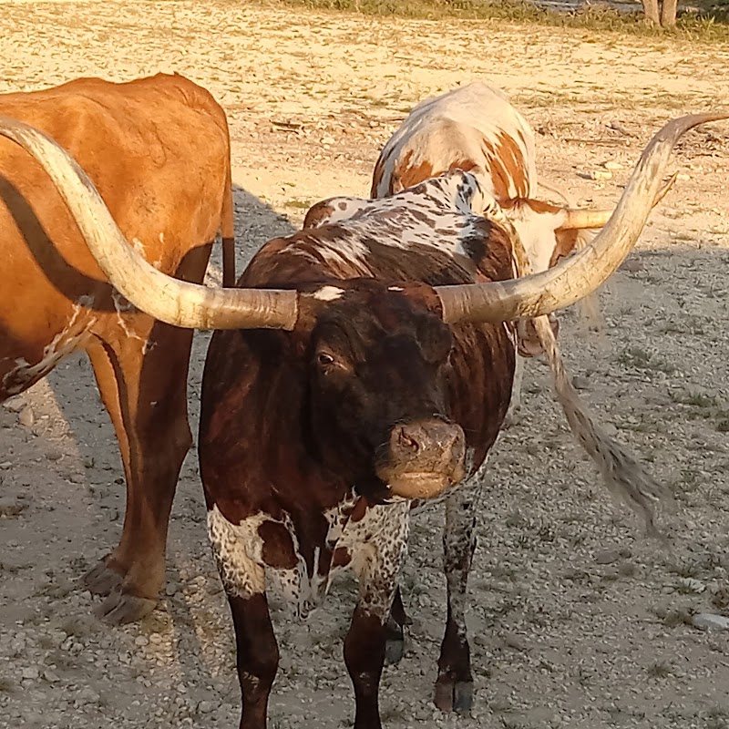 Dixie Dude Ranch - Photo 6