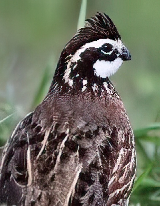 Redlegs Unlimited Gamebird Farm & Hatchery