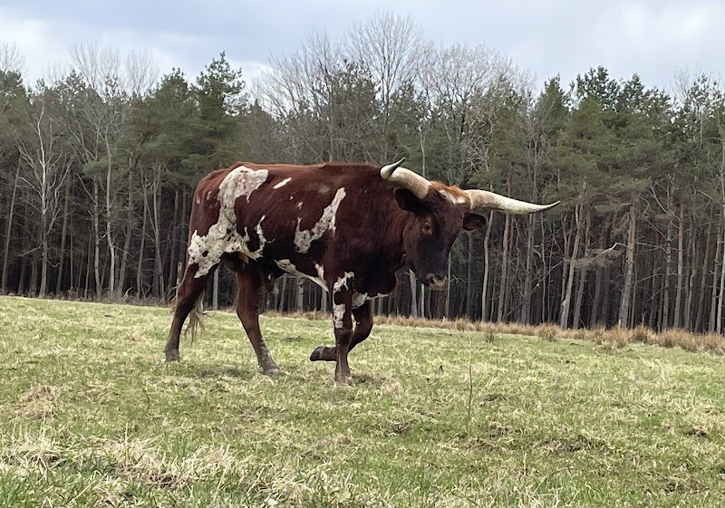 Finger Lakes Exotic Farm - Photo 2