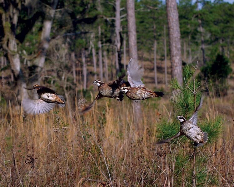 Indian Field Quail Preserve