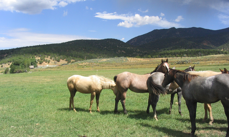 Peaceful Creek Ranch - Photo 3