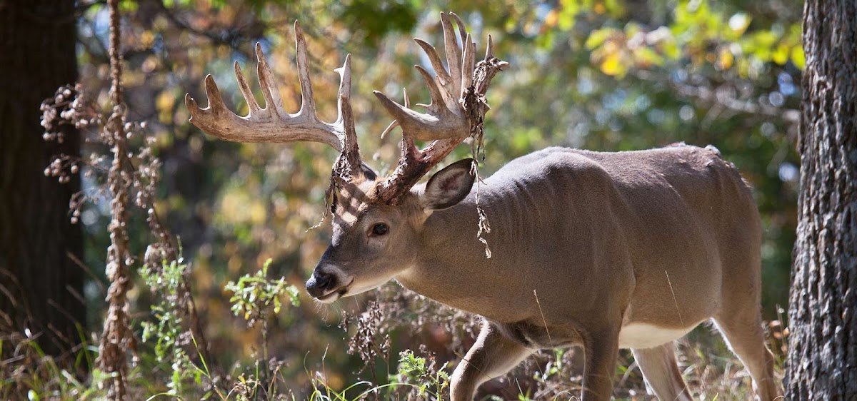 BigTine Whitetails