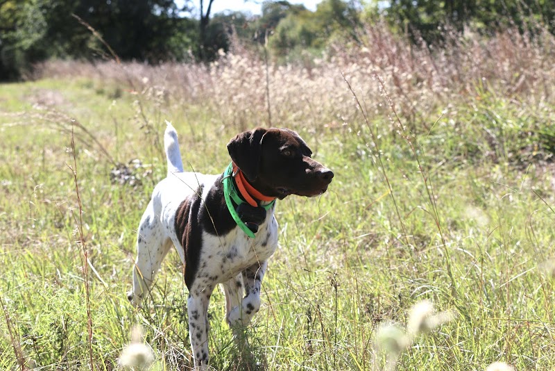 Walton Ranch Bird Hunting - Photo 4