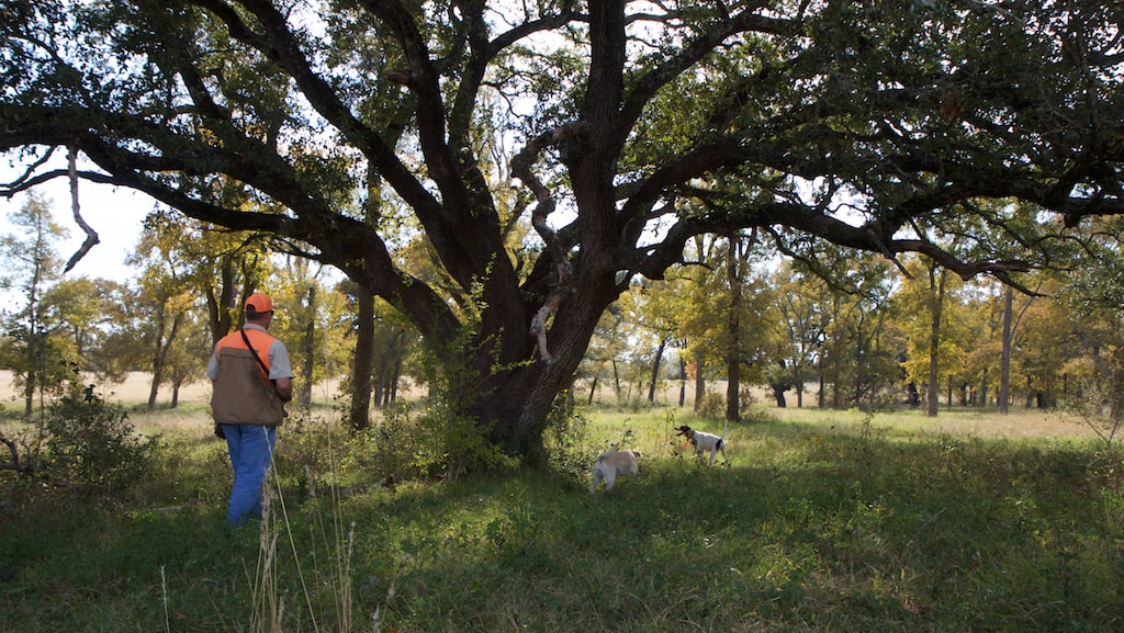 Walton Ranch Bird Hunting