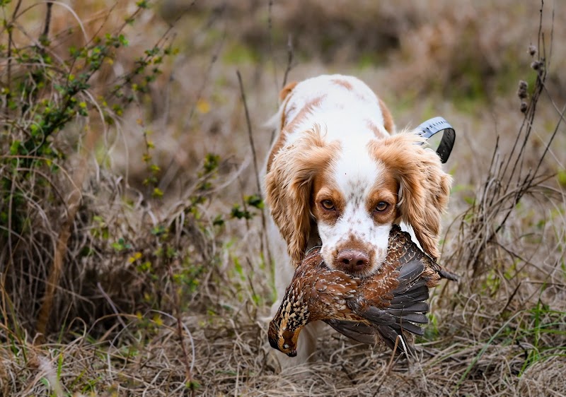 Walton Ranch Bird Hunting - Photo 6
