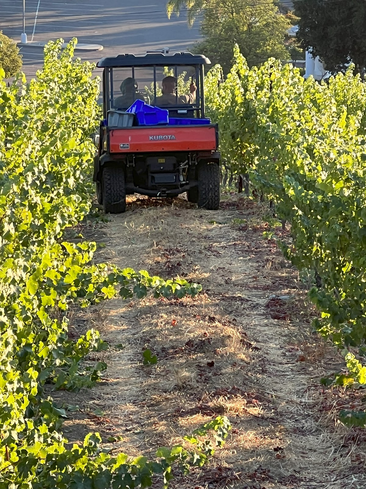 Bella Montagna Winery: Google Places image 5