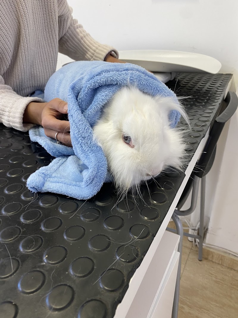 Clinica Veterinaria Macaronesia