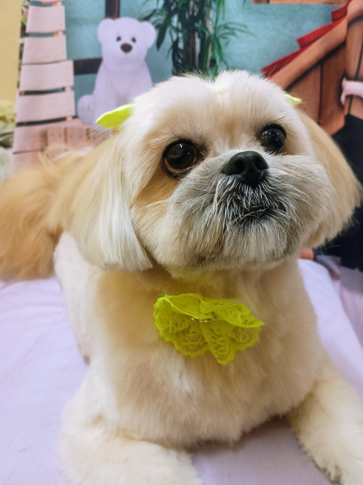 Lulu pet banho e tosa