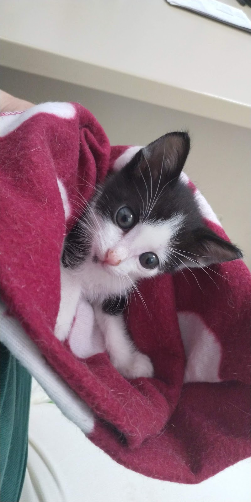 Clínica Veterinaria Ciudad de las Ciencias